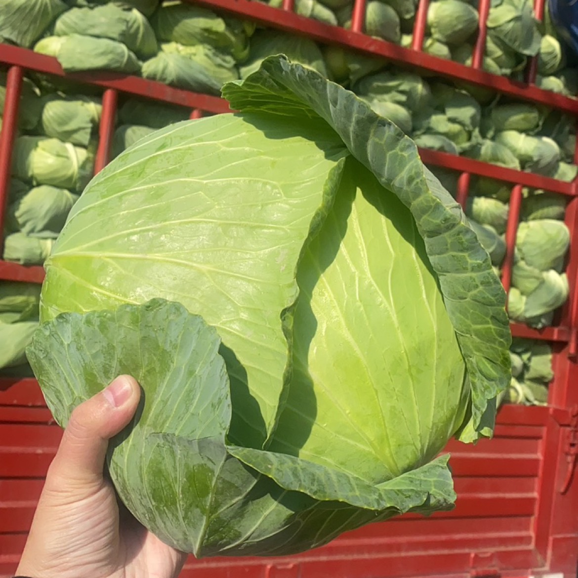 「新鮮直送！配送蔬菜公司...