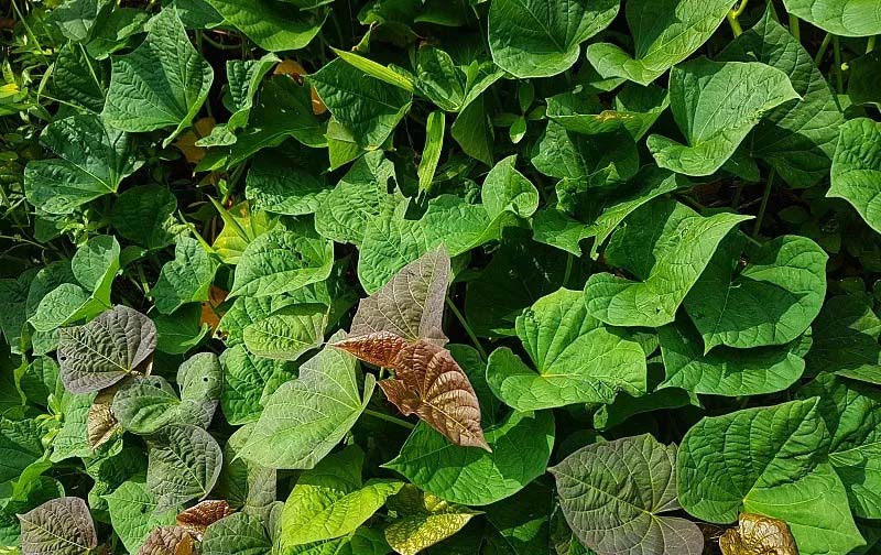 蔬菜配送费用不再是问题