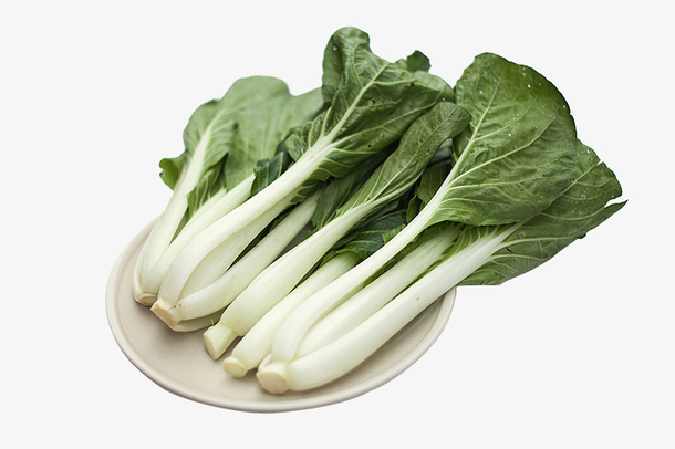 奶白菜苗